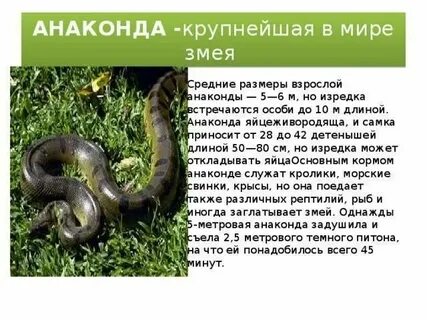 Слезы анаконды рассказы глава