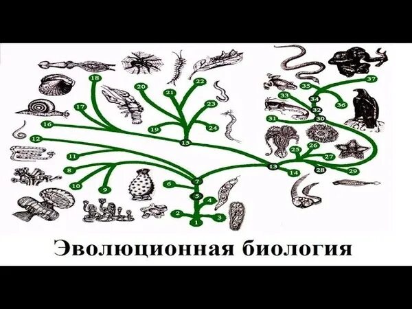 Урок биологии 8 класс эволюция животных. Эволюционная биология. эволюция это в биологии. дерево эволюции. теория эволюции в биологии.