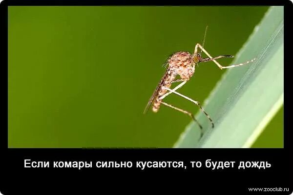Интересные факты о камаре. Факты о комарах. Интересные факты о камаре. Факты о комарах для детей. Интересные факты о комарах для детей дошкольников.