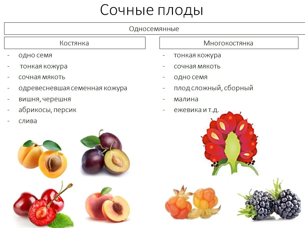Классификация сочных плодов. Плоды классификация плодов сочные и сухие плоды. типы плодов сочные и сухие таблица. плоды классификация плодов 6 класс биология. сочные односемянные плоды функции.