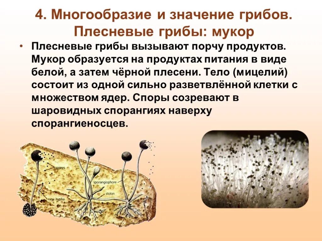 Многообразие и значение грибов 5 класс презентация. Царство грибы мукора. Гриб мукор царство. Плесневые грибы Mucor. Плесень гриб мукор.
