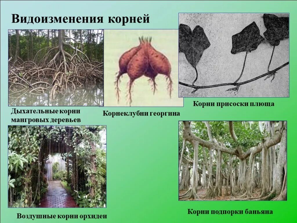 Видоизмененный корень имеется у. Баньян видоизменение корня. Плющ видоизменение корня. Корни подпорки корни прицепки.