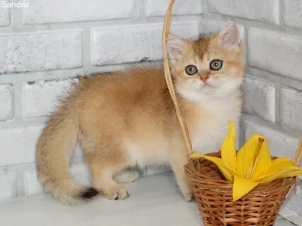 Заводчики кошек