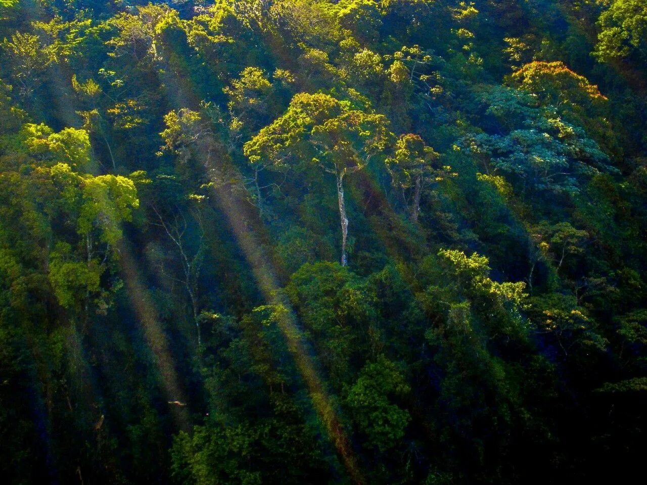 Cloud forest. Cloud forest. Led телевизор bq 4203b черный. Лес и горы на горизонте. Лес небо панорама.