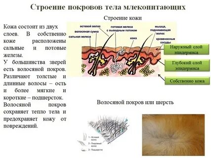 Слои кожи млекопитающих