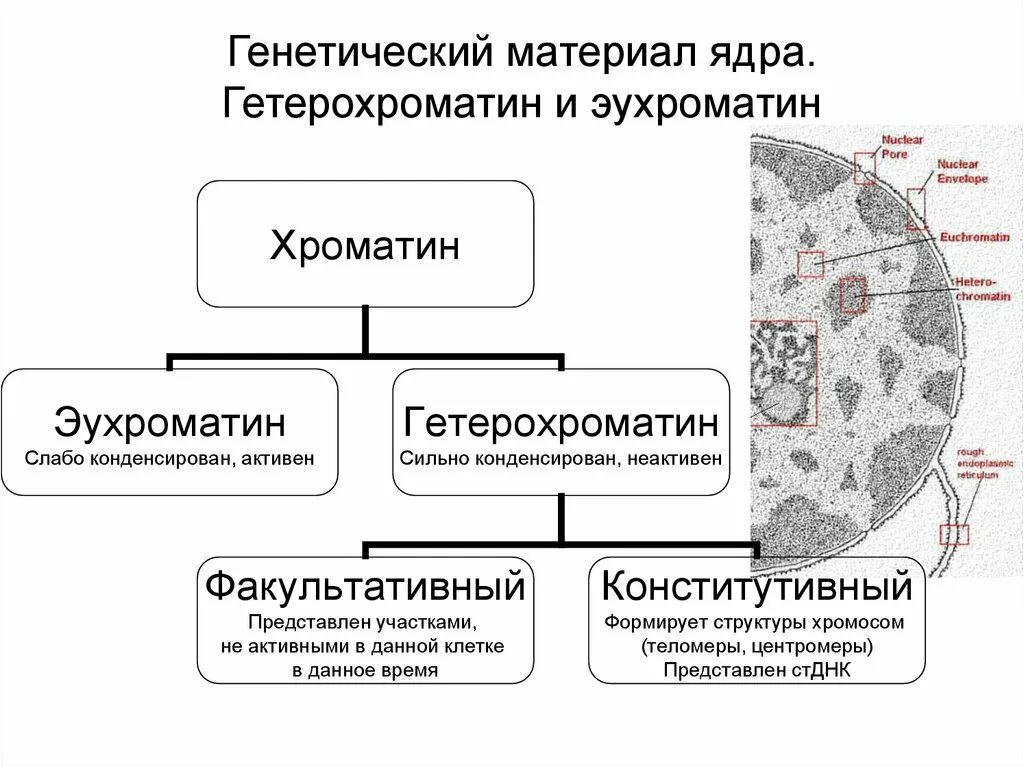 Хроматин интерфазного ядра. Периферический хроматин. Хроматин в ядре. Ядерный хроматин. Наследственный материал ядра