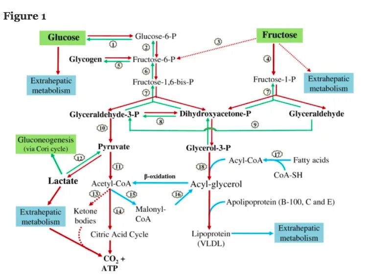 Фруктоза гексокиназа. Fructose metabolism. Glucose metabolism. Метаболизм фруктозы биохимия.