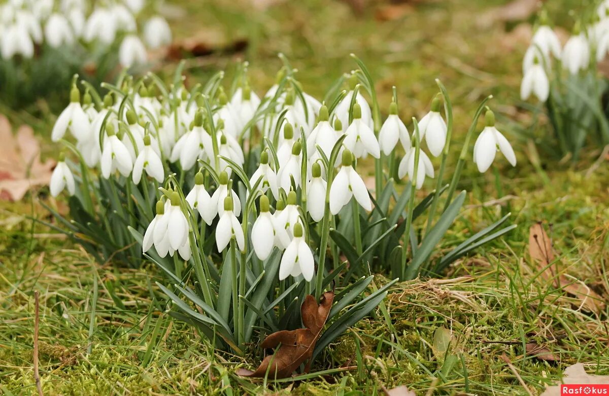 цветущие подснежники песня. цветущие подснежники песня. очень красивые подснежники. первоцветы распускаются. цветы подснежники цветы пролески.