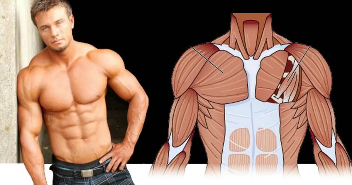 Строение грудных мышц. Грудные мышцы у мужчин. Pectoralis мышца. Упражнения на верхний пучок грудных мышц. Поверхностные мышцы грудной клетки анатомия.
