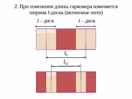 Как изменяется ширина
