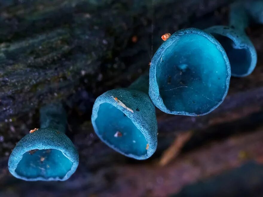 Гриб с жидкостью внутри. Chlorociboria aeruginascens. Гриб Хлороцибория сине-зеленая. Хлороцибория сине-зеленоватая. Водные грибы.