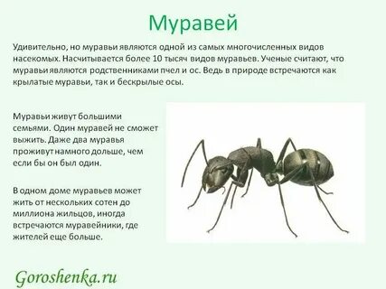 Все лето хлопочут муравьи вид предложения