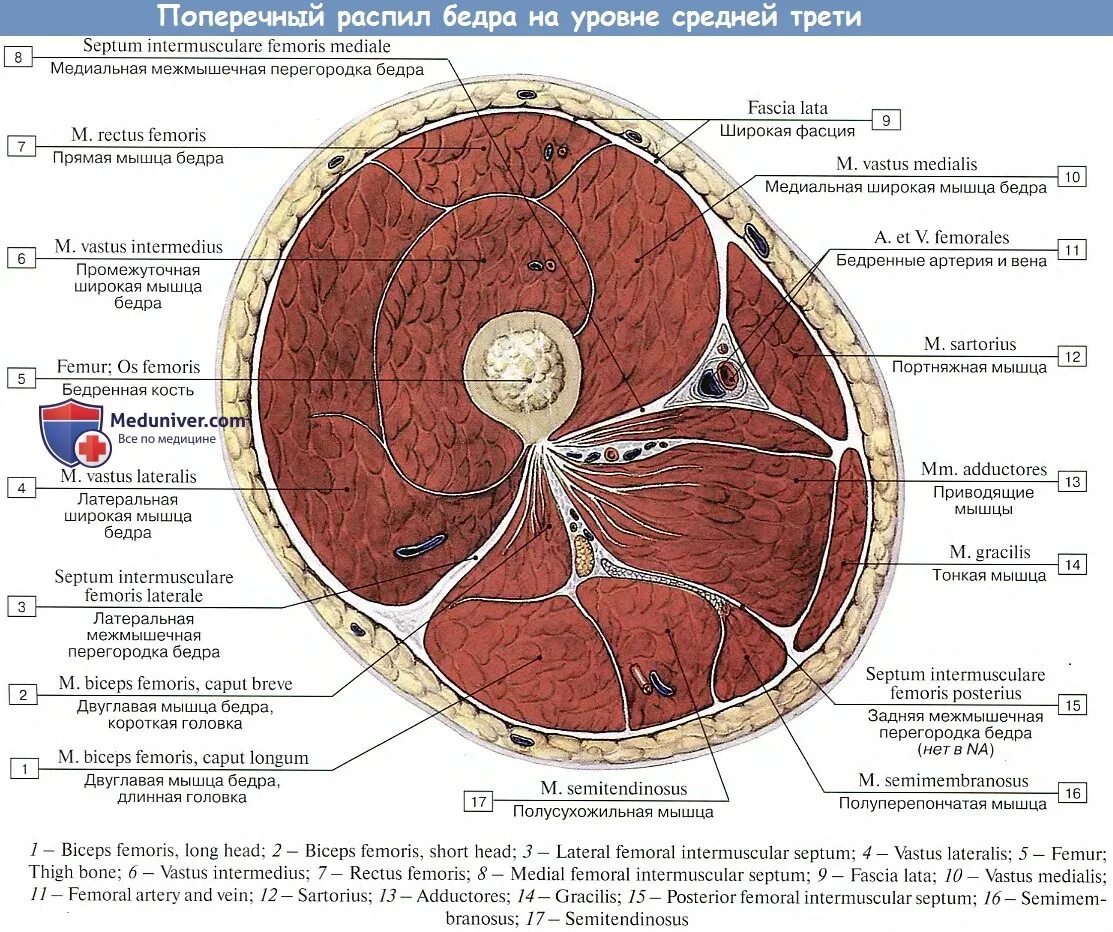 Топографические срезы. Поперечный разрез бедра топографическая анатомия. Срез бедра топографическая анатомия. Поперечный срез бедра в верхней трети. Срез верхней трети бедра топографическая анатомия.