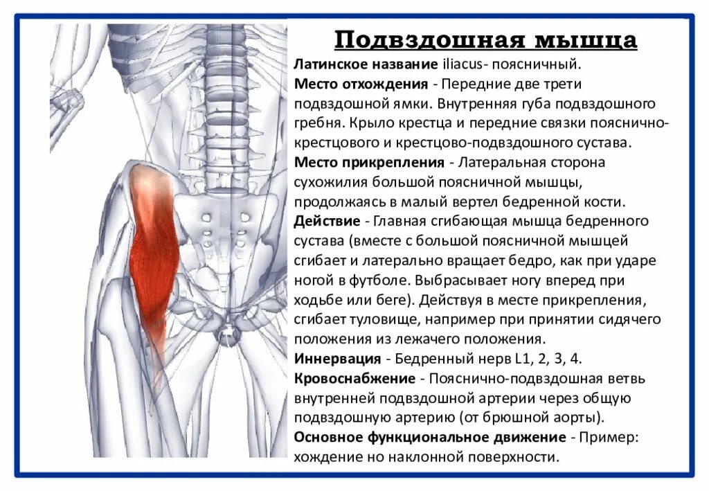 Подвздошно-поясничная мышца иннервация. Мышцы таза подвздошно поясничная. Подвздошно поясничная мышца триггеры. Болит подвздошная мышца спереди.