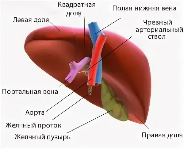 Какой секрет образуется в печени. Строение печени человека. Человеческая печень анатомия. Внутреннее строение печени человека.