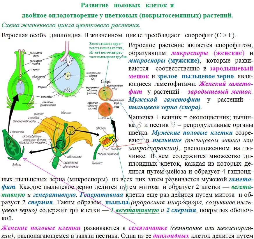 Образование пыльцы в пыльцевом мешке