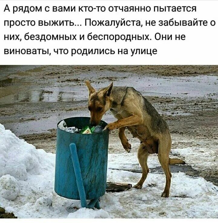 Накормить бездомных животных. Покормить бездомных животных. покорми бездомное животное. покормите бездомных жи,во. накормить бездомную собаку.