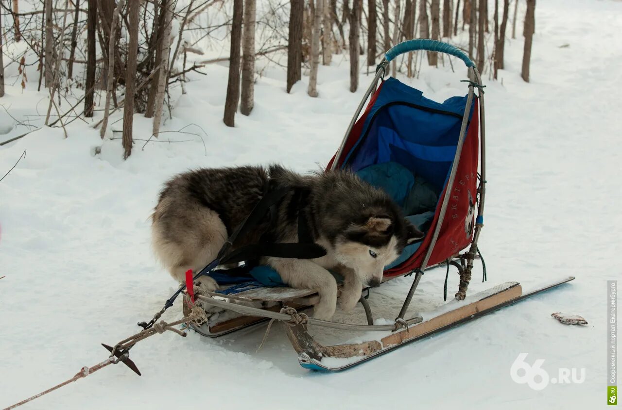 нарты для хаски. нарты для ездовых собак. нарта собачья. нарта собачья. нарты ездовые.