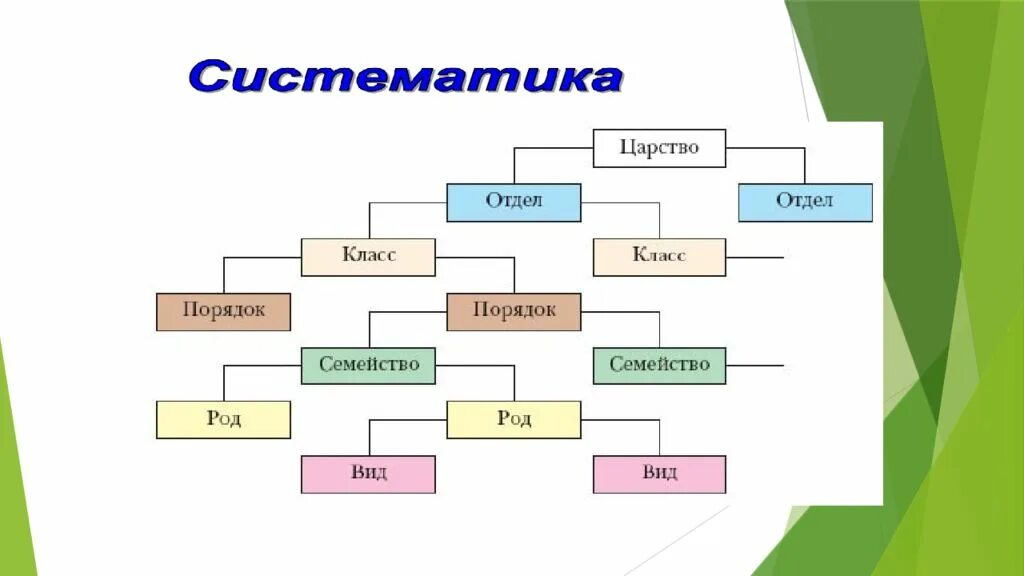 Классификация растений. Что такое систематика в биологии 6 класс. систематика растений таблица 6 класс биология. биологическая классификация растений. биология 6 класс основы систематики растений таблица.