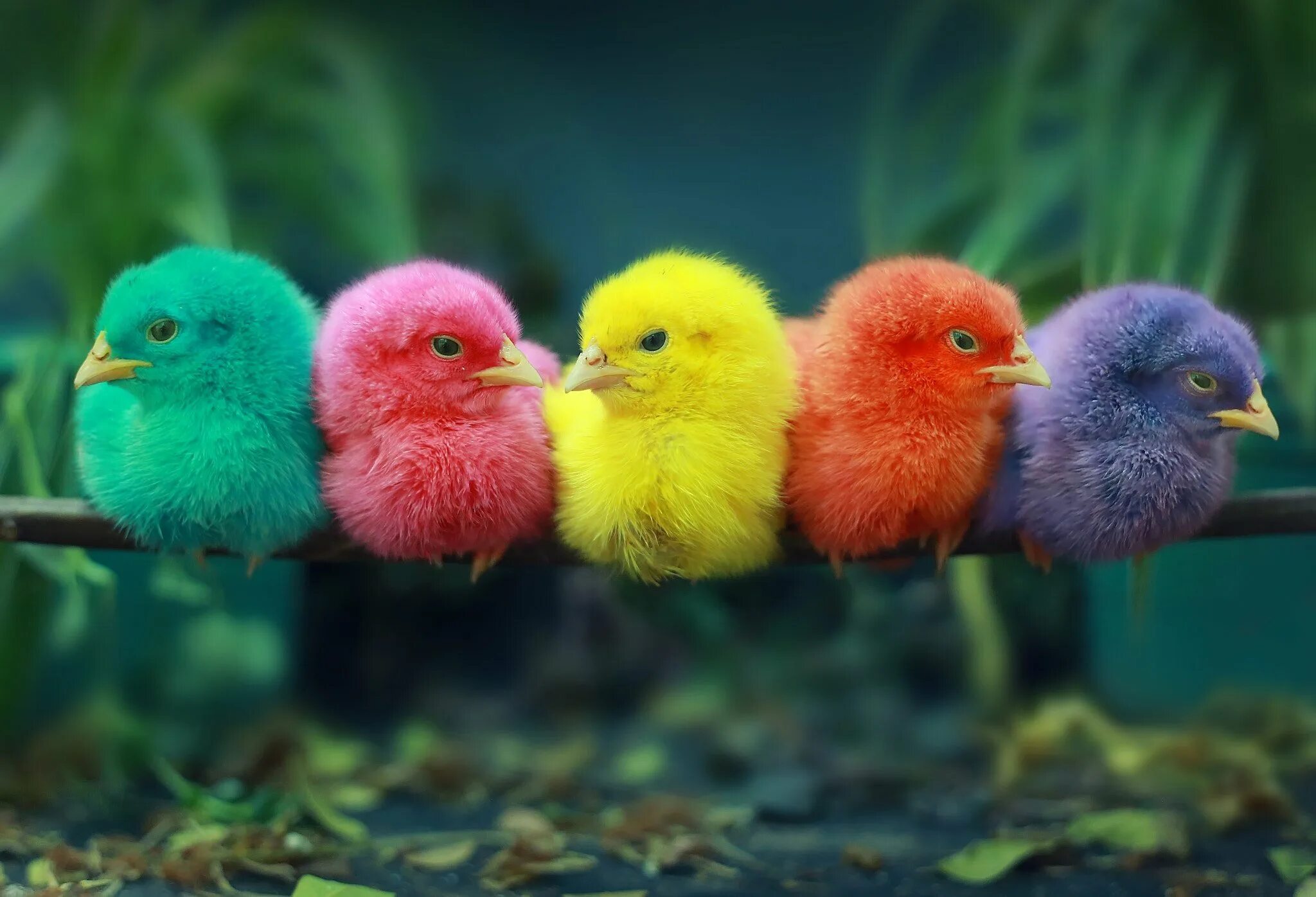 Маленькие цыпы. Разноцветные цыплята. Яркие птички. Разноцветные птицы. Крашеные цыплята.