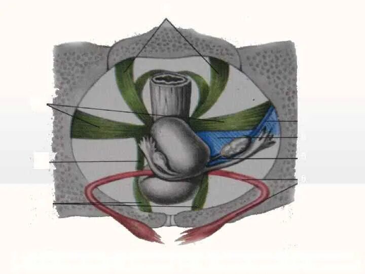 Связочный аппарат матки анатомия. Лобково Пузырная связка матки. Связочный аппарат малого таза. Связочный аппарат матки и придатков.