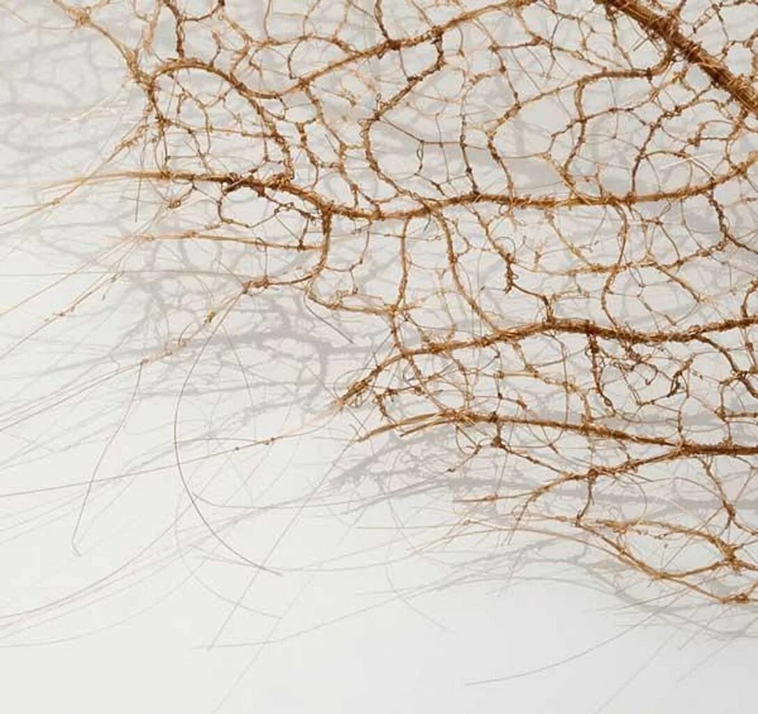 Прозрачные прожилки. Прожилки листьев вектор. Ткань из человеческих волос. Ткань из человеческих волос картинки.