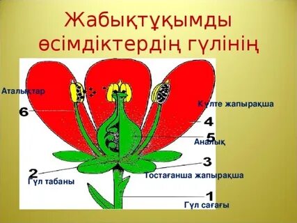 Төрт аяққа тұрып, саңылауларын көрсетті. Порно фото.