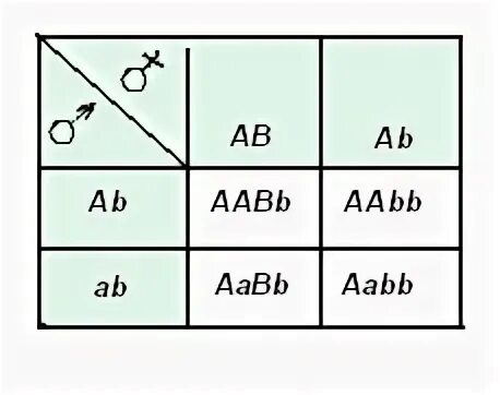 Схема AABB Х ААВВ иллюстрирует скрещивание. Решетка Пеннета чистая. Решетка Пеннета как составлять. Составьте задачу, основываясь на схеме скрещивания: ААВВ Х ААВВ.. Aabb aabb полное доминирование