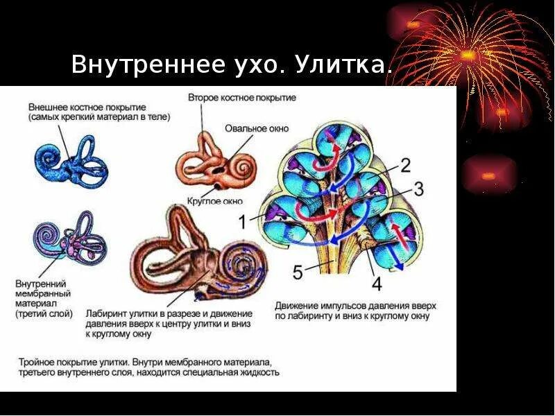 Улитка уха строение и функции. Строение и функции улитки внутреннего уха. Внутреннее ухо улитка функции. Функции улитки внутреннего уха. Улитка выполняет функцию