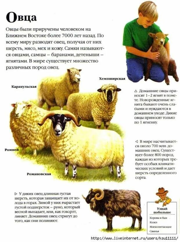 Как рассказать детям о животных. Энциклопедия про зайцев. Домашнее дивотнын описание. Как рассказать детям о животных. Верблюд энциклопедия.