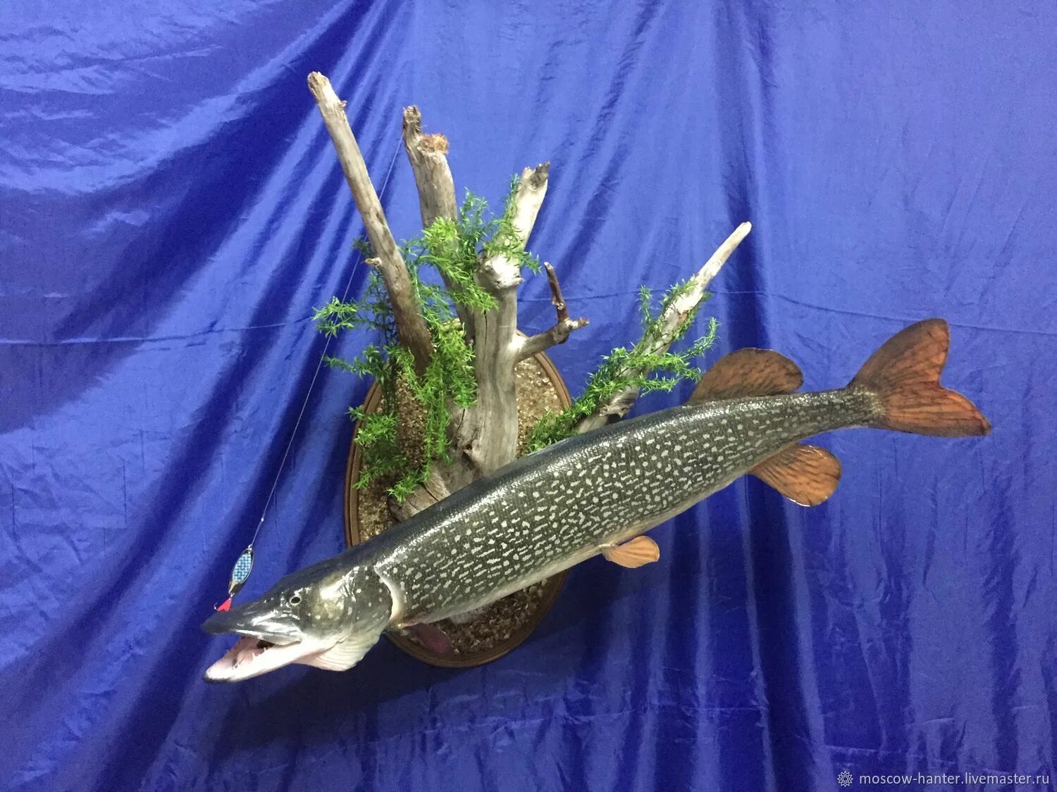 чучело из головы щуки. чучело щуки. голова щуки таксидермия. чучело щуки. щучья голова чучело.