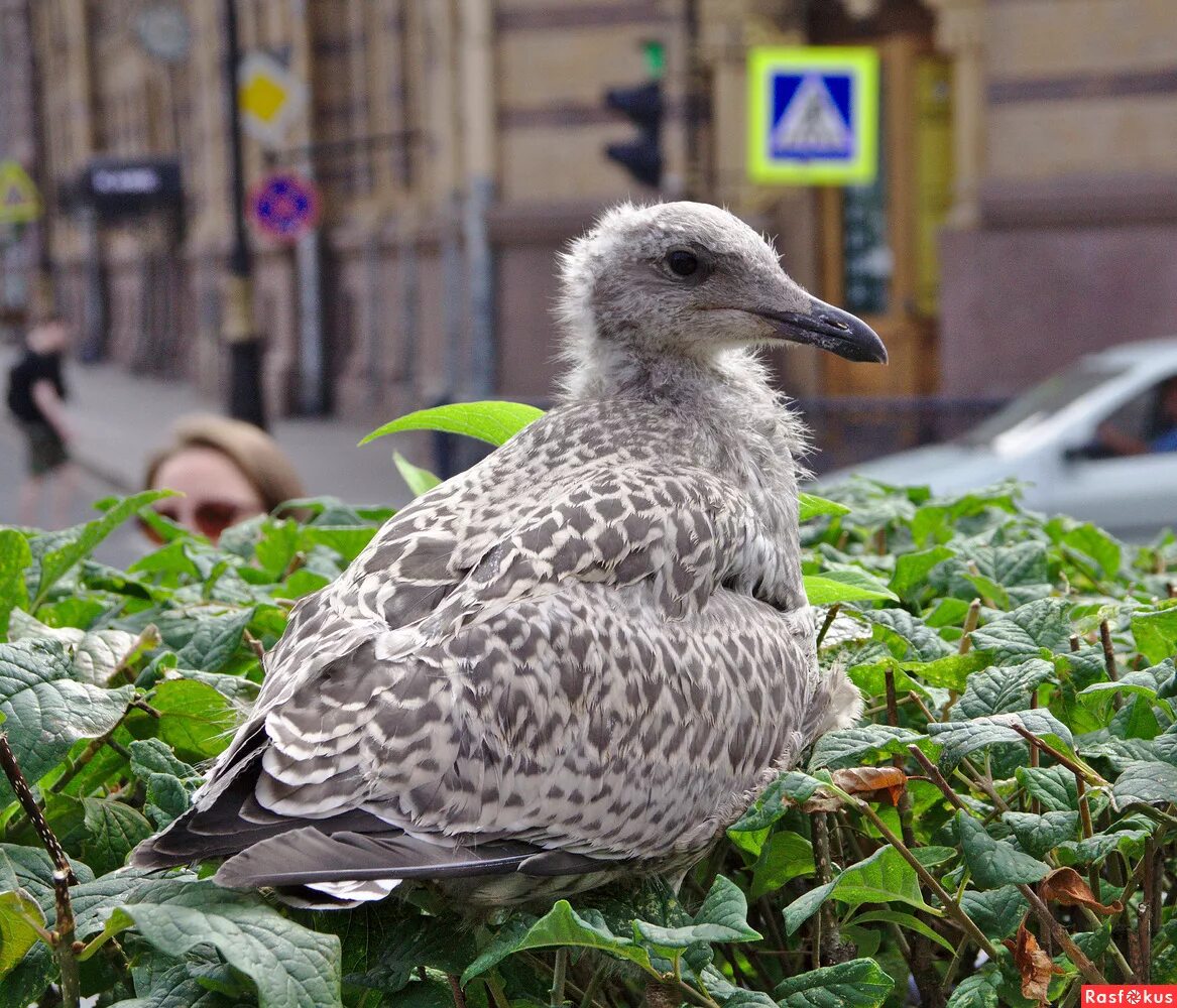 Bird санкт петербург. Птицы Санкт-Петербурга. Птицы СПБ. Питерские птицы. Крупные городские птицы.