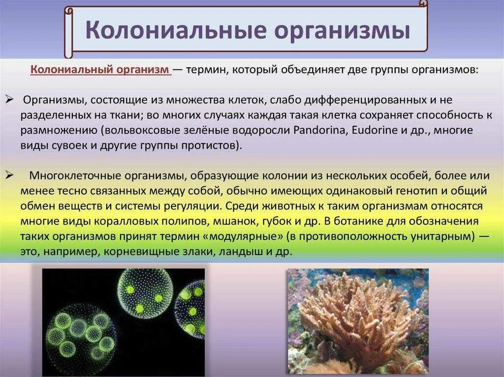 Возникновение клеточной формы жизни