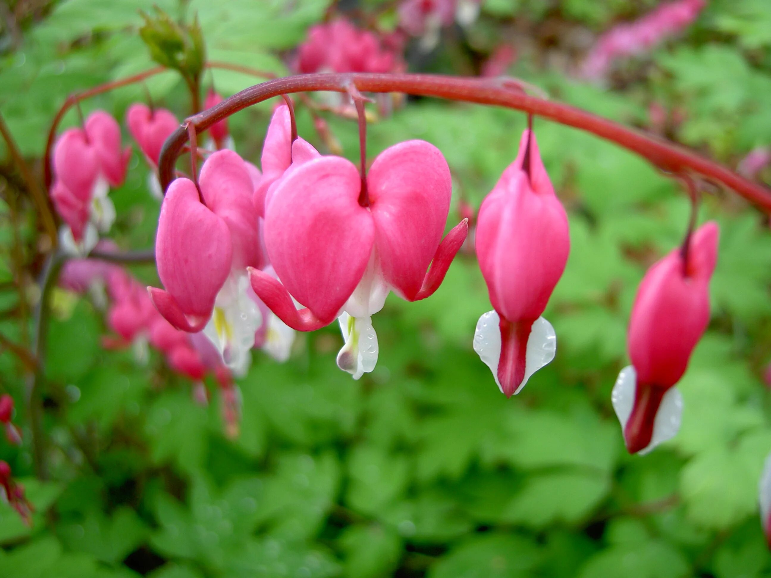 Цветы разбитое сердце. Дицентра великолепная (Bleeding Heart). Дицентра Кокулярия. Дицентра клобучковая. Дицентра сиреневая.