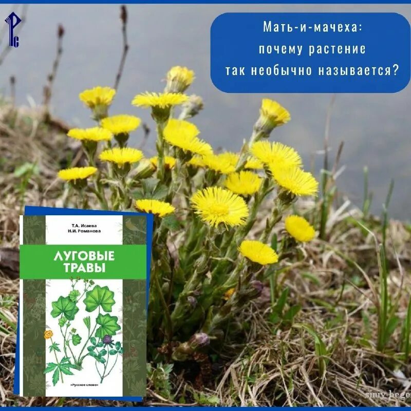 первые цветы на лугу мать и мачеха. по велению царицы она отвела царевну в глушь лесную. пословица к сказке морозко. мачеха сказка. мать-и-мачеха (мать-и-мачеха).