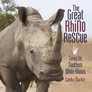Great rhino