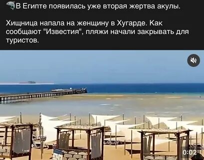 В каком отеле египта напала акула