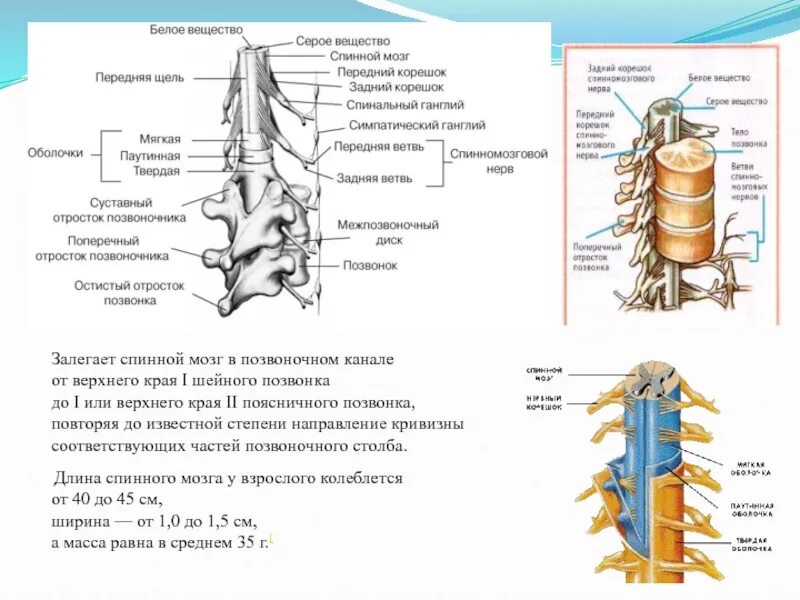 Строение спинного мозга в позвоночном канале. Спинной мозгик позвоночном канале. Схема спинного мозга в позвоночном канале. Спинномозговой мозг в позвоночном канале.