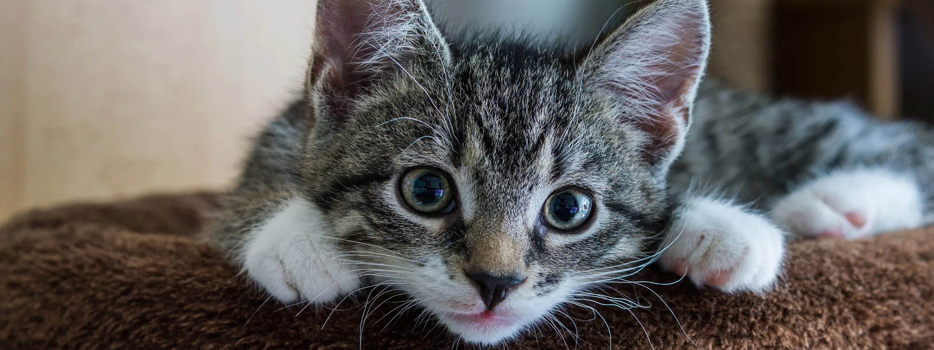 К чему снится ится котенок. Приснился котенок маленький к чему. Приснился котёнок к чему. Вайбовые милые серые. К чему снится котенок серенький.