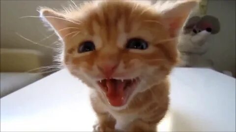Кошка мяукает слушать для кошек