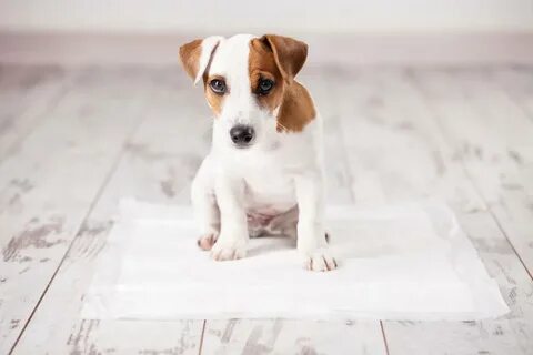 Как приучить собаку писать