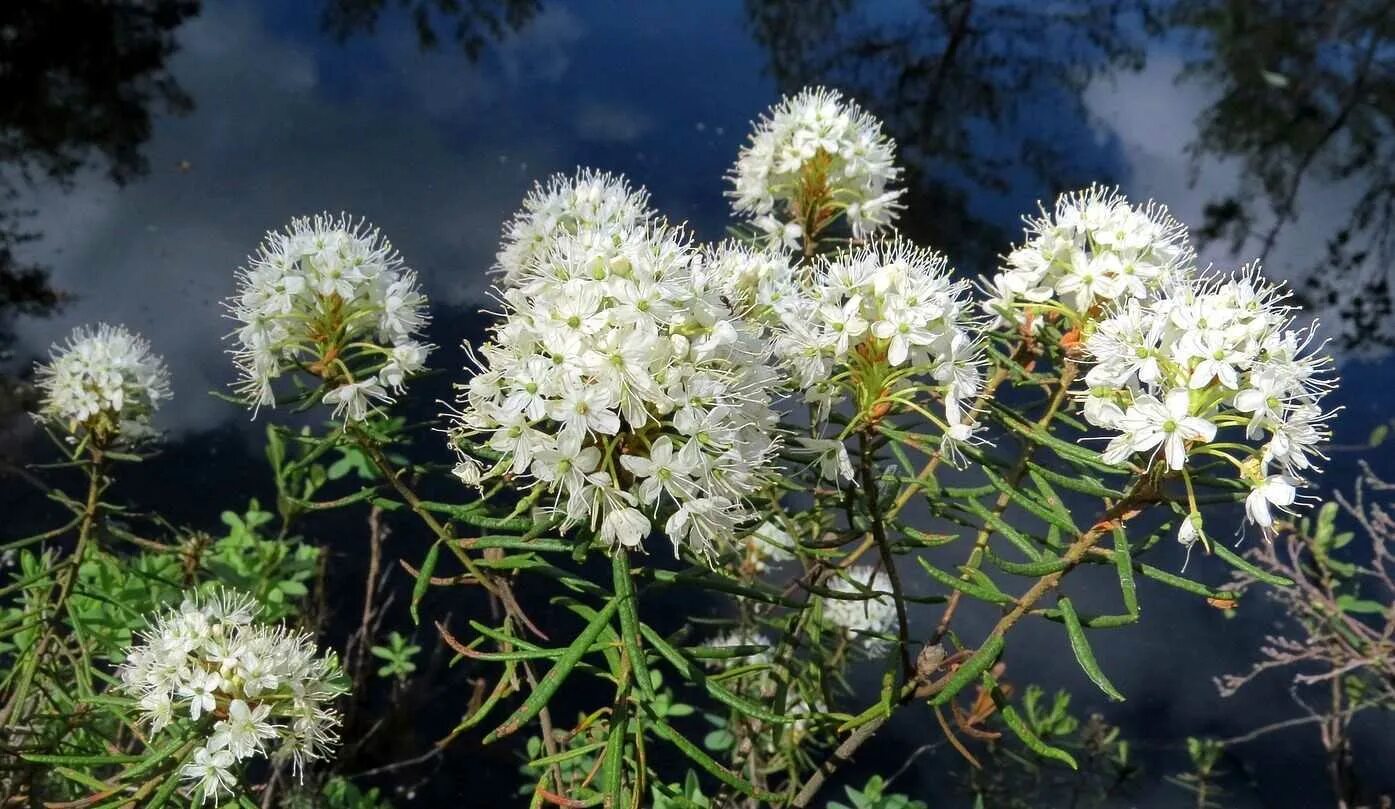 Багульник болотный. Багульник (Ledum palustre). Багульник болотный Ledum palustre l.. Цветы багульника болотного. Трава багульника болотного