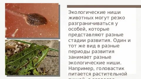 Экологические ниши трех видов форели перекрываются