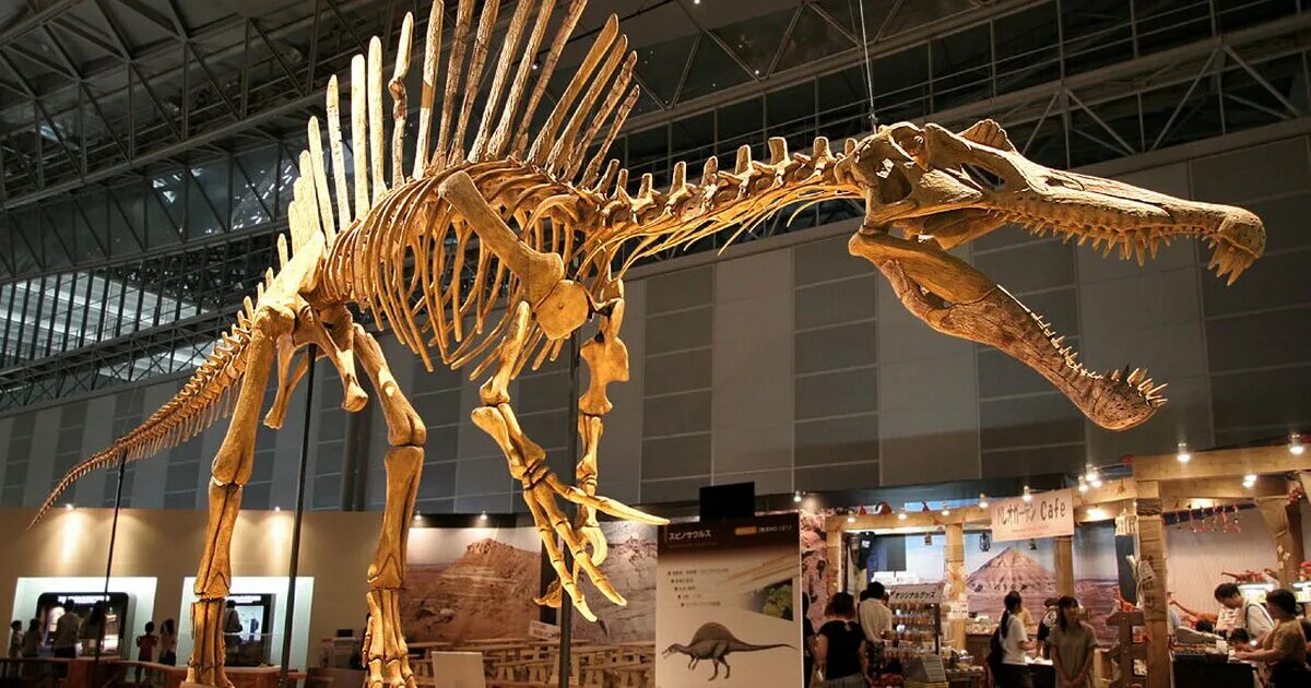 Seized Dinosaur Bones Return to Mongolia Home
