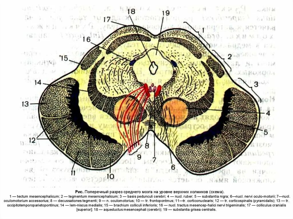 Область среднего мозга. Схема строения среднего мозга. Покрышка среднего мозга анатомия. Ножки мозга поперечный разрез. Средний мозг анатомия поперечный разрез.