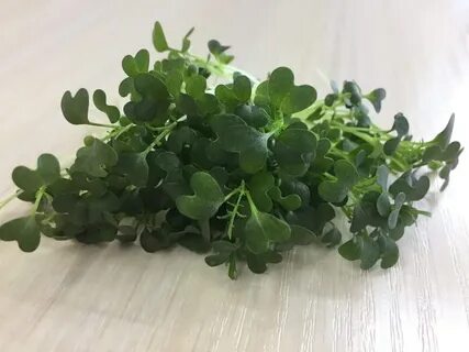 Микрозелень мицуна