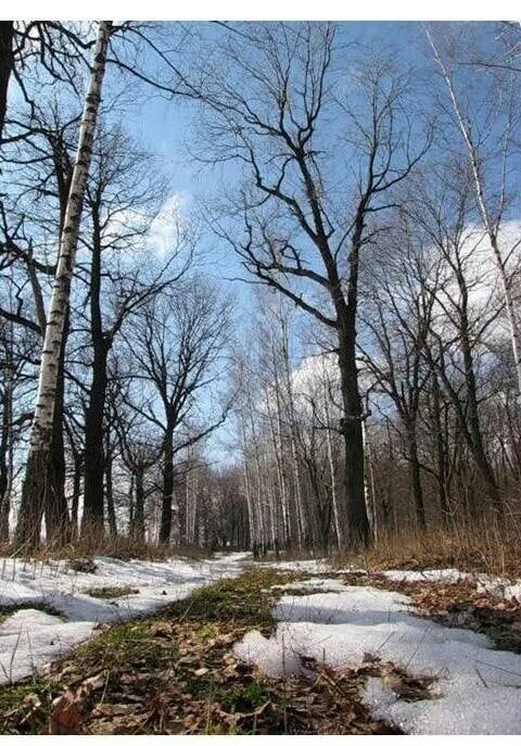 После зимней стужи по полям бегут. Теплый апрель природа. Фото весны апрель.