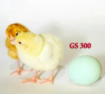 Доминант гс 300 куры описание