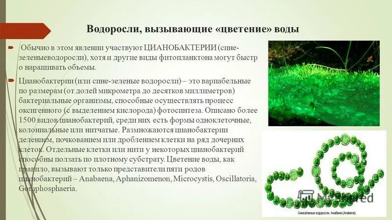 Характеристики для описания зеленых водорослей. Цветение воды цианобактерии. Сине-зеленые водоросли цианобактерии. Цианобактерии в экосистеме. Размножение цианобактерий.