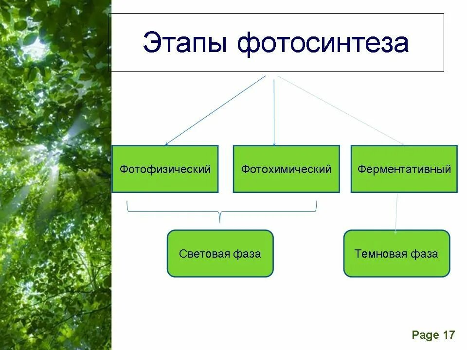 Фотосинтез протекает в 2 этапа. Этапы фотосинтеза. Этапы световой фазы фотосинтеза. Этапы стадии фотосинтеза. Пиериод фотосинтеза фотофиз.